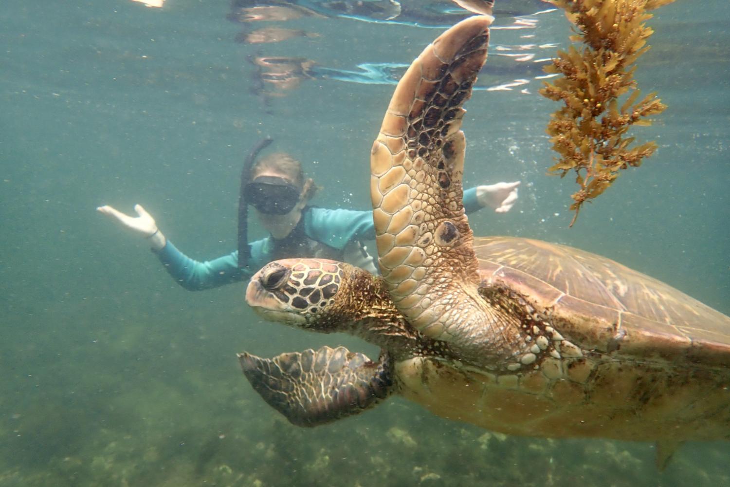 一名<a href='http://xswcpy.mizutokaze.net'>博彩网址大全</a>学生在Galápagos群岛游学途中与一只巨龟游泳.